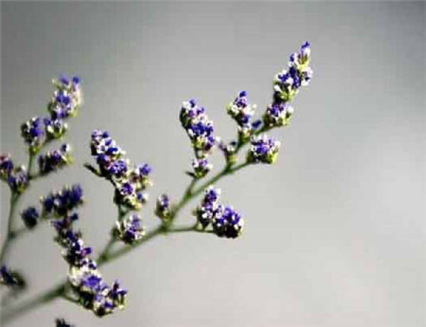 Herba Valentine