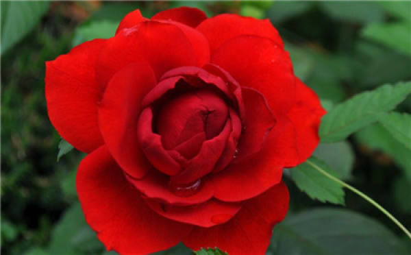 Herba Valentine