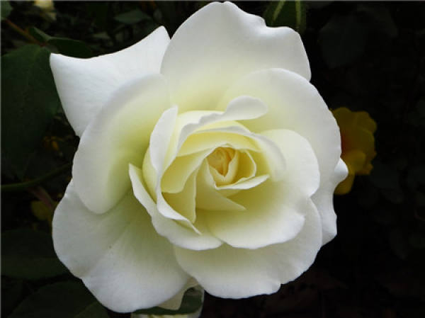 Herba Valentine