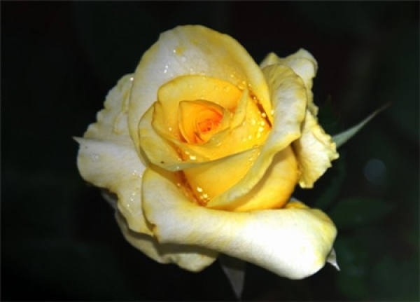 Herba Valentine