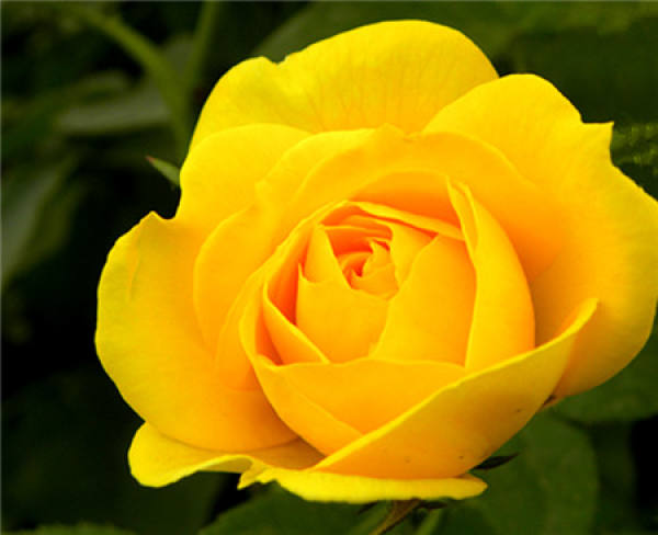 Herba Valentine