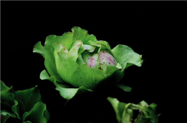 Herba Valentine
