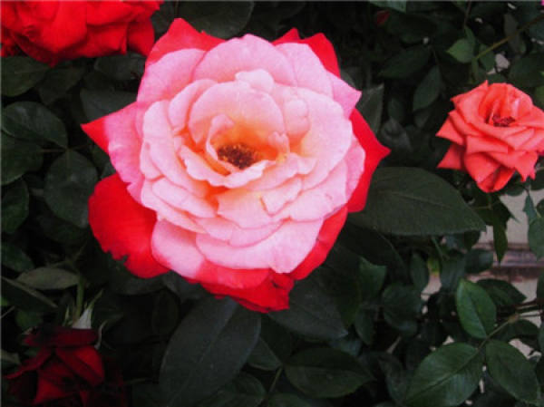 Herba Valentine