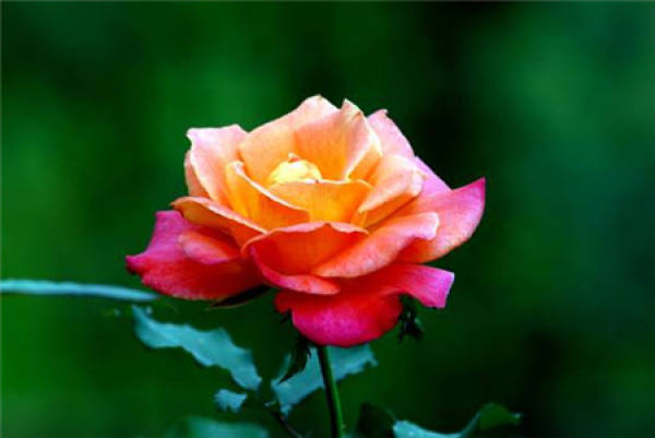Herba Valentine