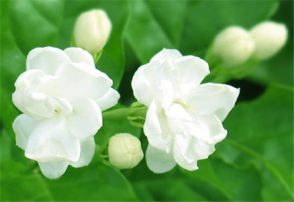 Herba Valentine