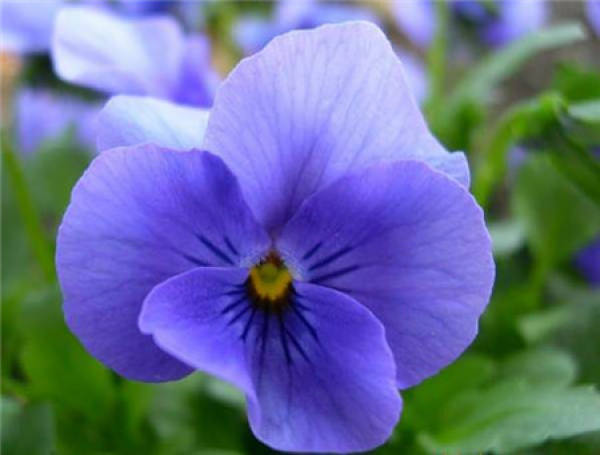 Herba Valentine