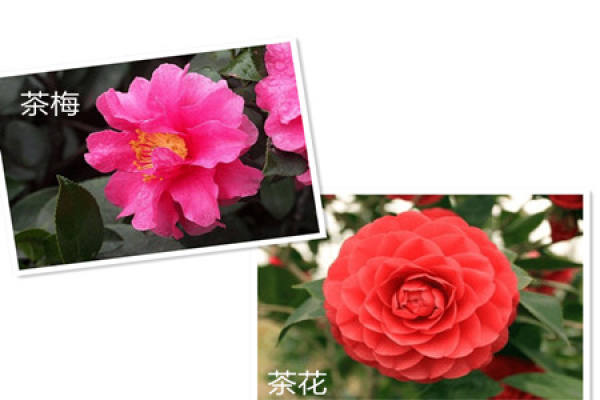 The flowers of camellia are different from those of camellia.