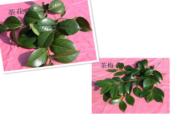 the flowers of chamei and Camellia are different