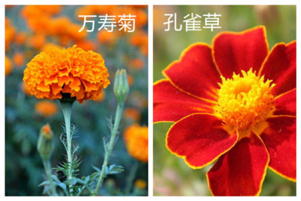 The difference between Tagetes erecta and Tagetes patula in plant height