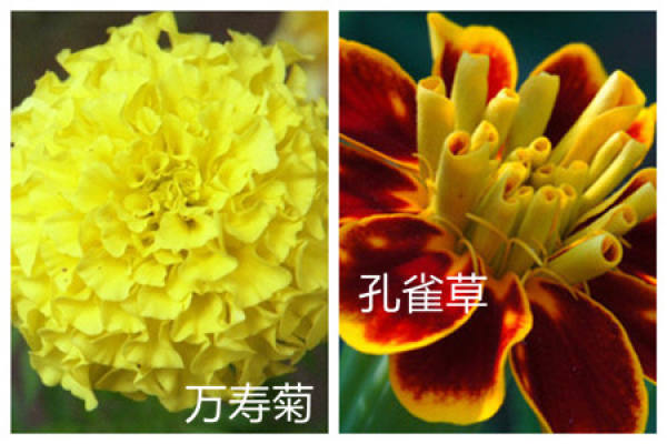 The difference between Tagetes erecta and Tagetes patula in plant height