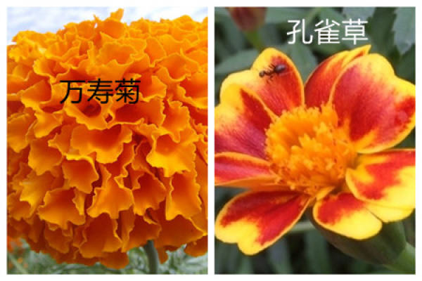 The difference between Tagetes erecta and Tagetes patula in plant height