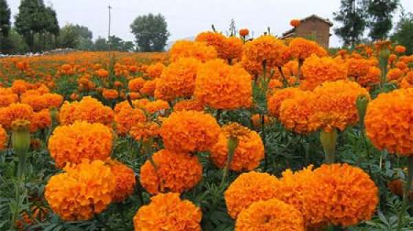 disease of marigold