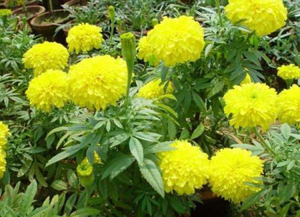 Maintenance of Marigold in Spring and Summer Maintenance of Marigold in Spring and Summer