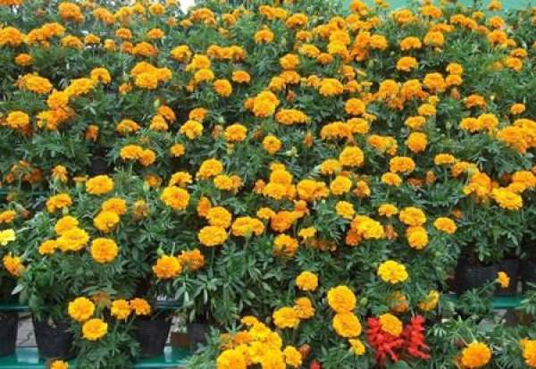 spring and summer maintenance of marigold spring and summer maintenance of marigold