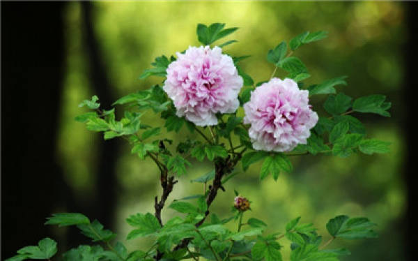flower language of peony