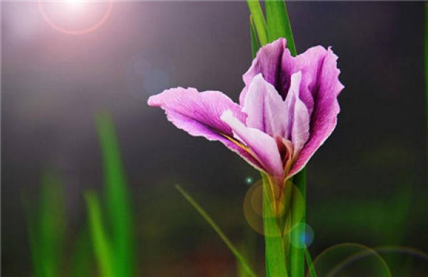 Sunshine Requirement of Family Flower Cultivation