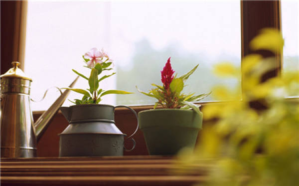 Sunshine Requirement of Family Flower Cultivation