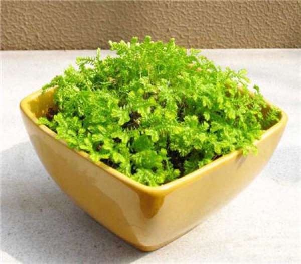 Sunshine Requirement of Family Flower Cultivation