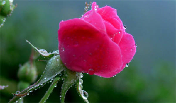 sunshine requirements for family flowers