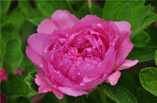 the peach blossom pond is a thousand feet deep, not as deep as Wang Lun's sending me love. 