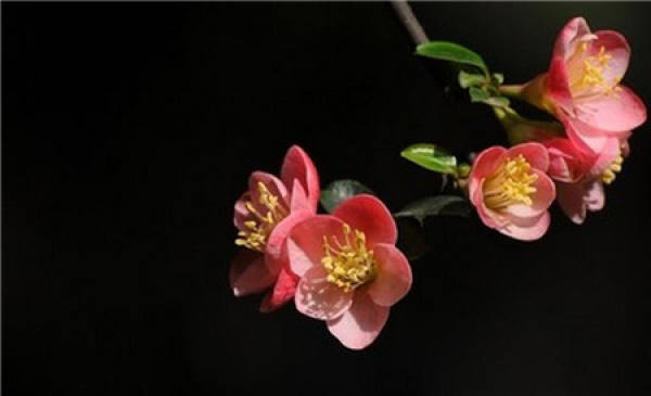 the peach blossom pond is a thousand feet deep, not as deep as Wang Lun's sending me love. 