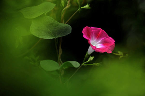 Flowers with strong ability to take drugs should be kept in the room.