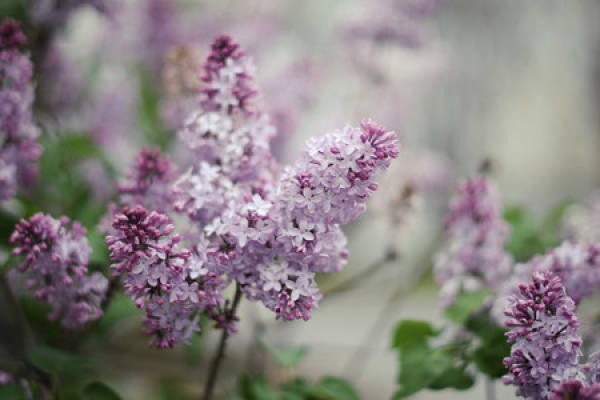Flowers with strong ability to take drugs should be kept in the room.