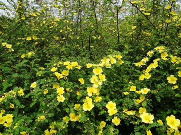 Method for culturing yellow dill rose