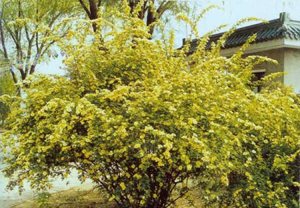 culture method of Rosa xanthina