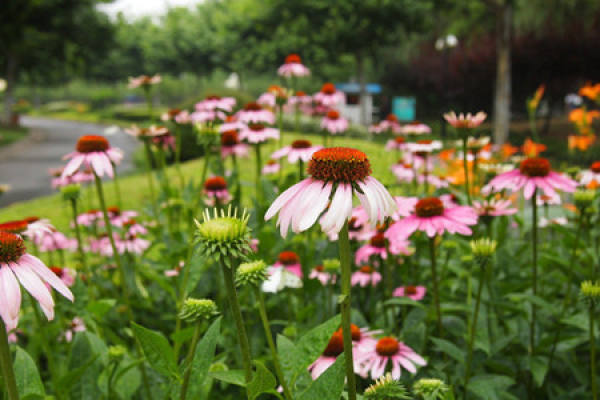 Method for culturing Echinacea