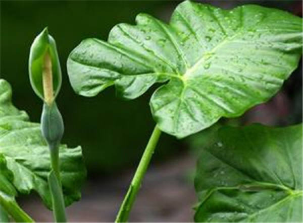 Foliage plant
