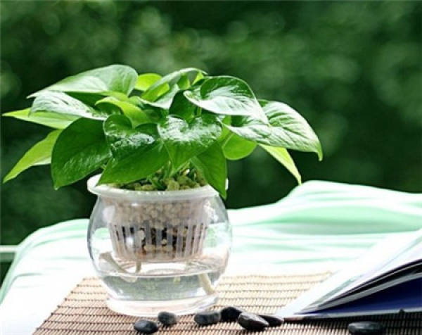 Foliage plant