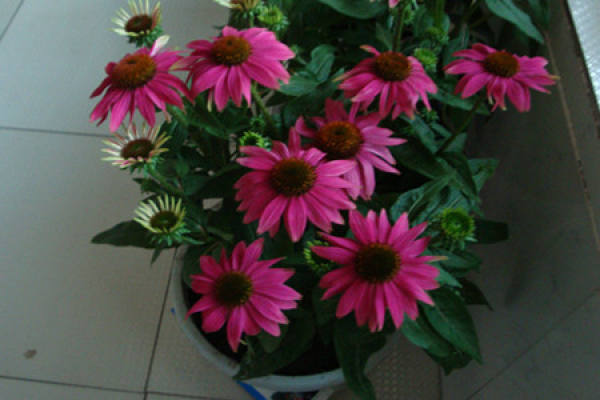 Echinacea transplanting