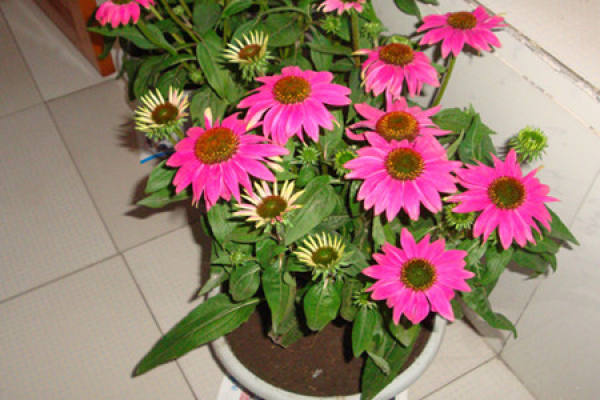 Echinacea transplant