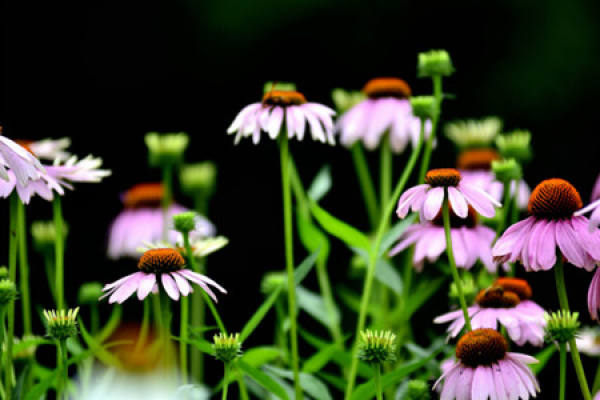 Propagation method of Echinacea