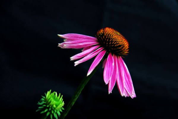 propagation method of Echinacea