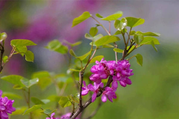 Cercis chinensis cultivation method