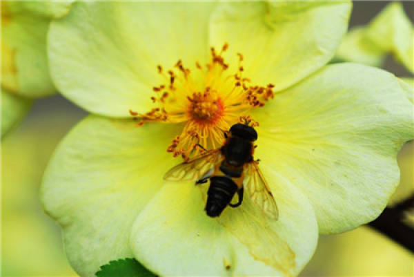 Flowering period of Rosa xanthina