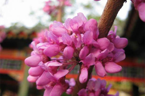 breeding method of Bauhinia