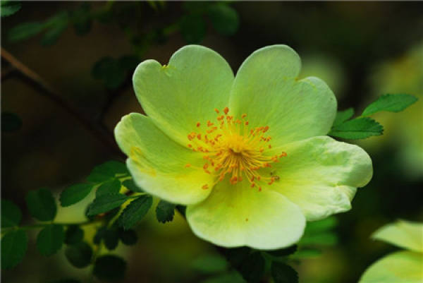 flowering period of Rosa davurica