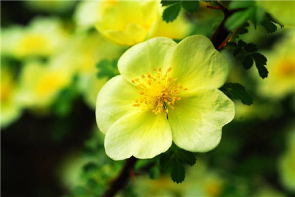 flowering period of Rosa davurica