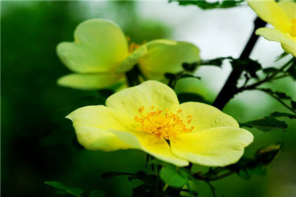 flowering period of Rosa davurica