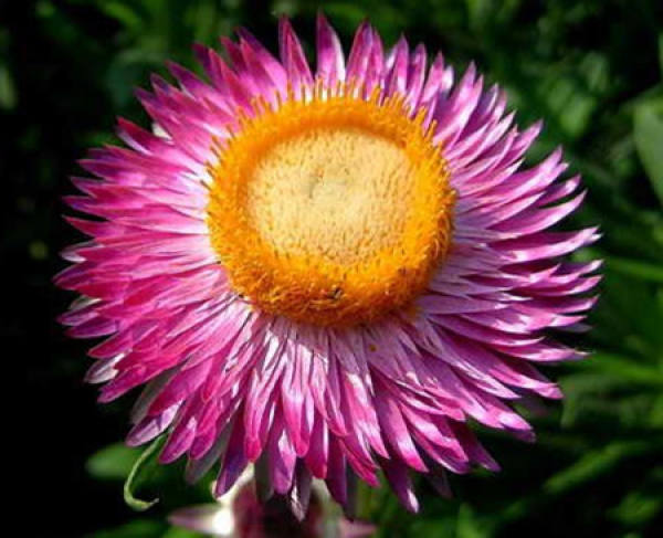 Preparations for Seeding and Propagation of Chrysanthemum morifolium