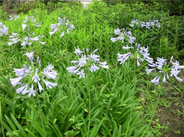 The common diseases of agapanthus and their control methods