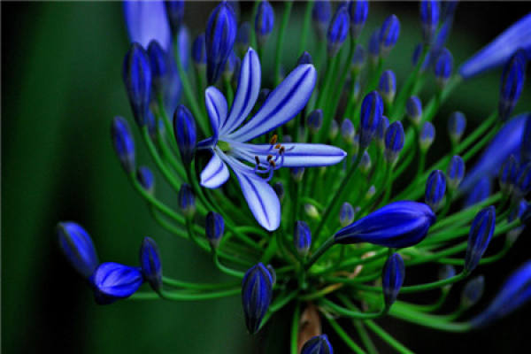 Agapanthus
