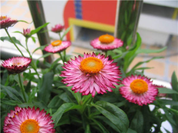 Herba Violae Pubescentis