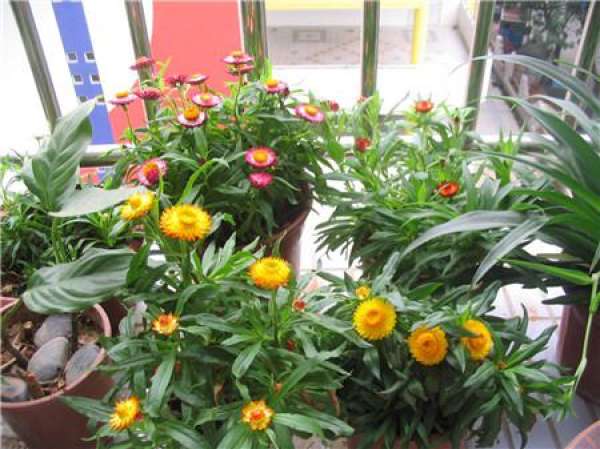 Herba Violae Pubescentis