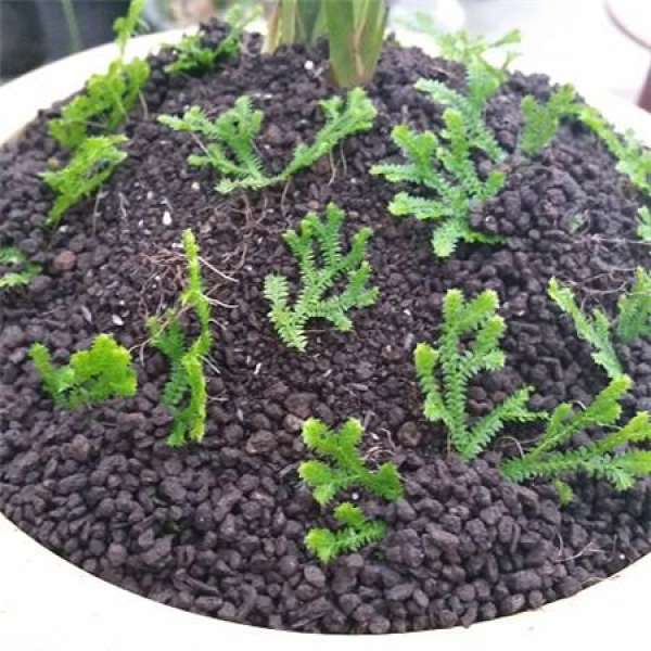 How does the green cloud grass propagate?