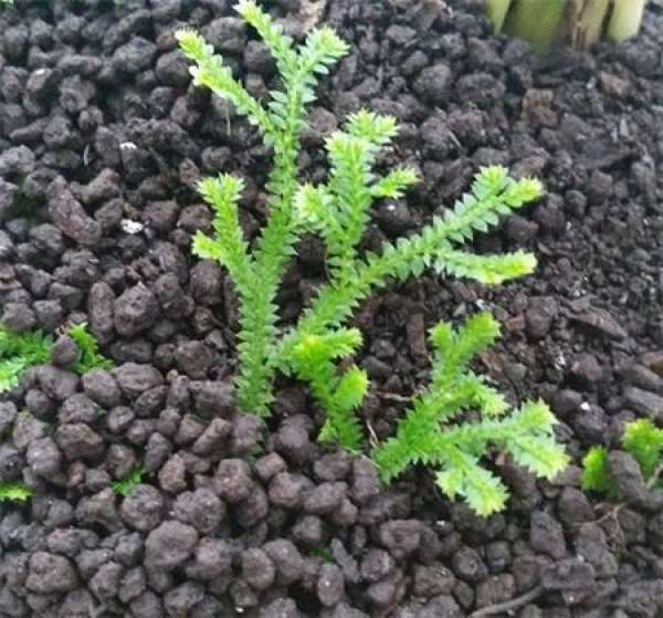 How does the green cloud grass propagate?