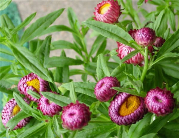 Spring and Summer Curing of Wheat Stalk Chrysanthemum